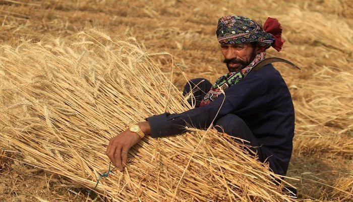 پاکستان سال بھر مستحکم فراہمی اور مستحکم قیمتوں کو یقینی بنانے کے لئے مزید گندم کی درآمد کرے گا