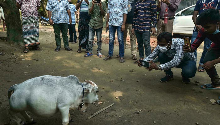 People have flocked to a farm outside Dhaka to see what its owners say is the worlds smallest cow. — AFP