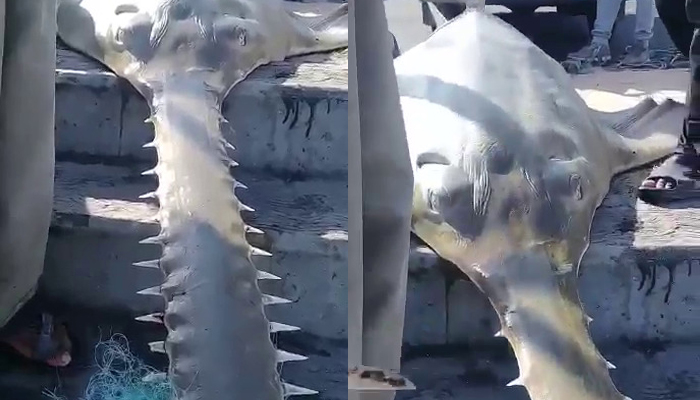 According to the fishermen, the rare and critically endangered longcomp sawfish (picture above) was caught in a bottom set gill net deployed to catch demersal fishes at the border between Pakistan and Iran. Photo: Courtesy WWF-Pakistan