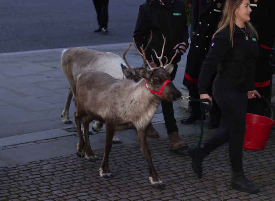 Photo by Ian Vogler: Animals arrive at Kate Middletons carol service