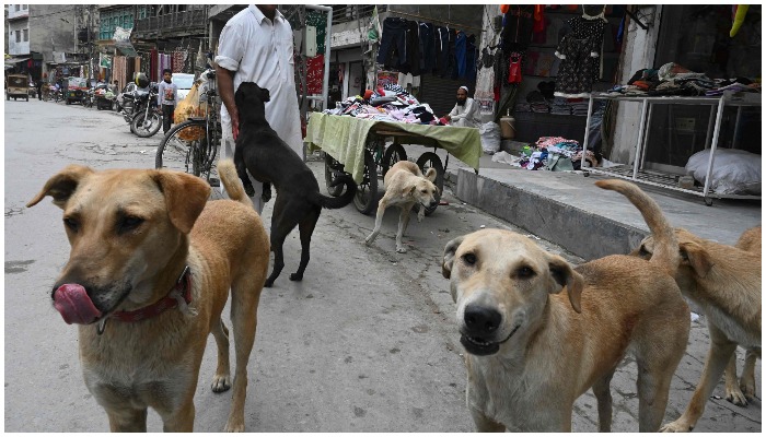 Picture showing several stray dogs — AFP/ Farooq Naeem