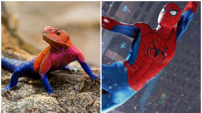 Spider-Man' lizard goes viral on Twitter