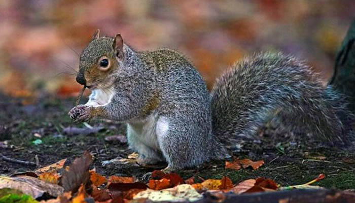 Representational image of a grey squirrel — Reuters.