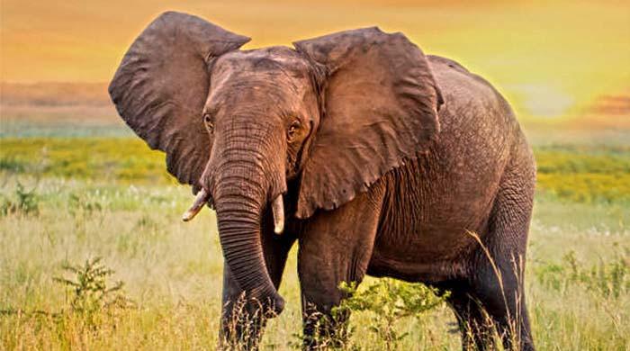 Elephant in Uganda park kills Saudi tourist