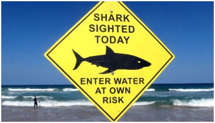 A surfer carries his board into the water next to a sign declaring a shark sighting on Sydneys Manly Beach, Australia, November 24, 2015. — Reuters/David Gray