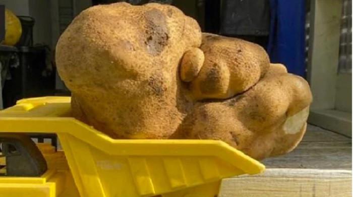 Couple claims they found world's biggest potato in world for Guinness ...