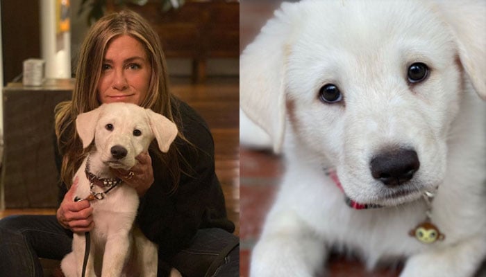 Jennifer Aniston Reveals Where She Gets Her Dogs' Collars
