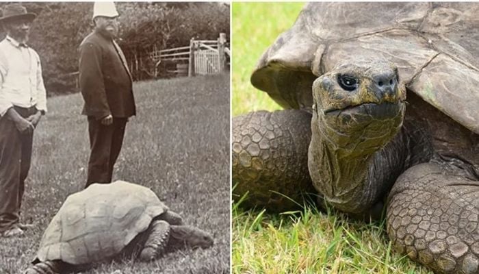 Born in 1832, oldest tortoise alive turns 190 in 2022