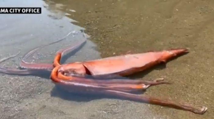 Watch: Giant squid washes ashore alive in Japan