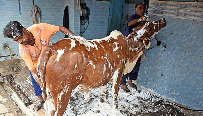 کراچی والوں نے عید الاضحیٰ سے قبل قربانی کے جانوروں کی صفائی کے لیے سروس اسٹیشنز کا رخ کرلیا