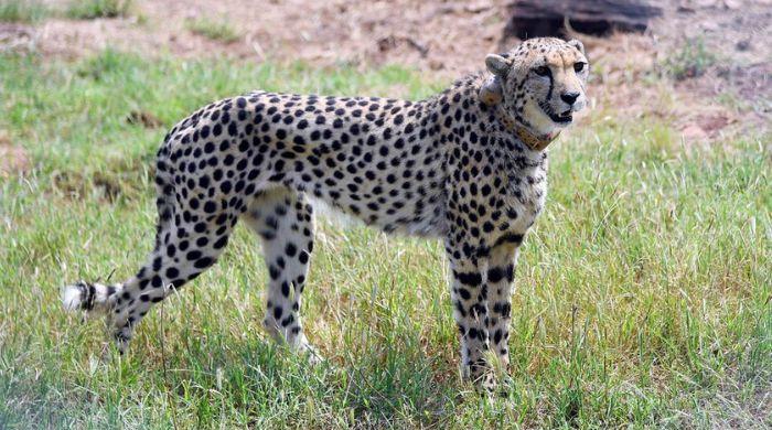 Cheetahs return to India after 70-year absence