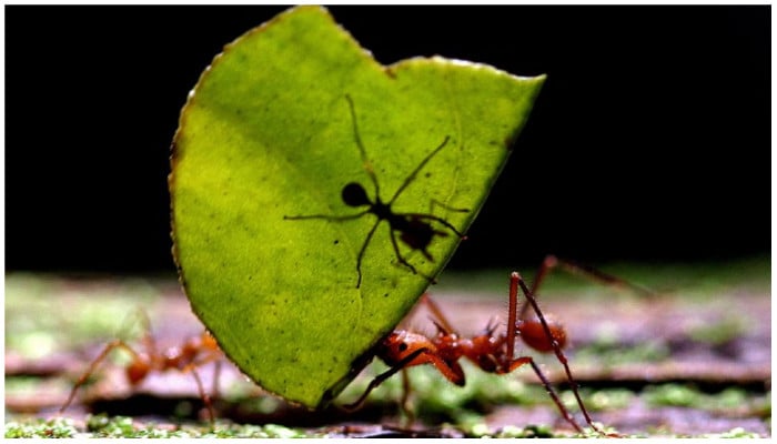 The ants go marching one by one — 20 quadrillion of them