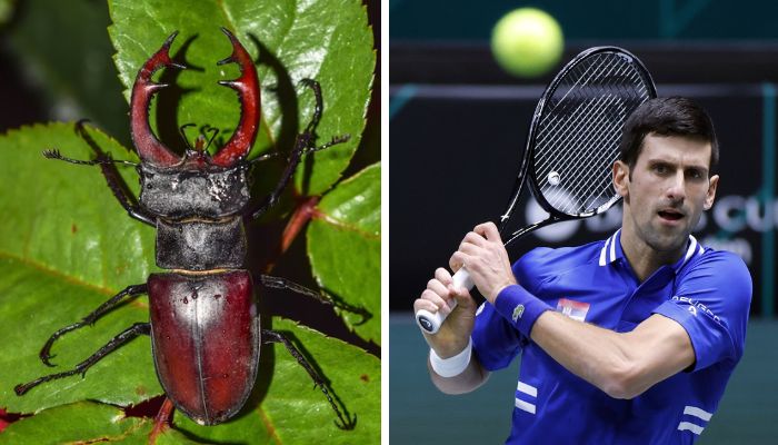 (representational) Stag beetle (l), Novak Djokovic (r).— Unsplash, Reuters