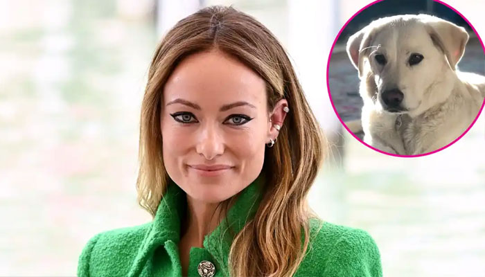 MaeDay Rescue refutes Olivia Wilde abandoned dog claims