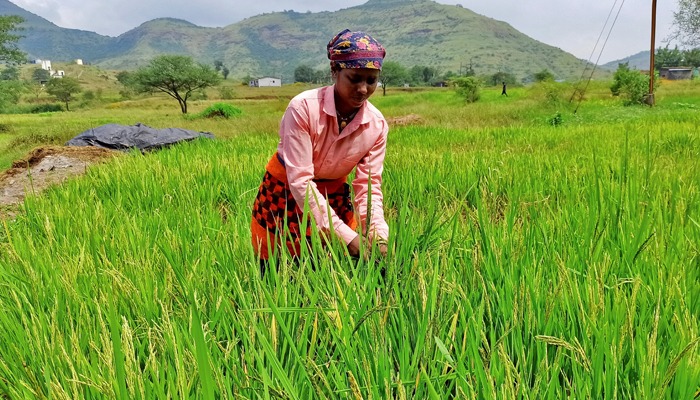 woman harvests ripened rice in a paddy field at Karunj village in the western state of Maharashtra, India, October 17, 2022. — Reuters