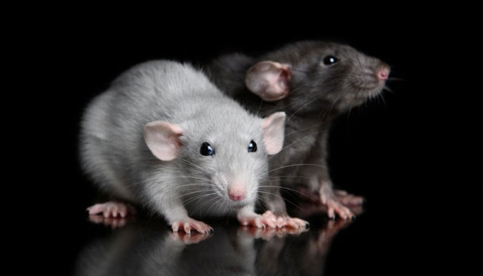 Rats cannot resist groovy beats of Michael Jackson: study