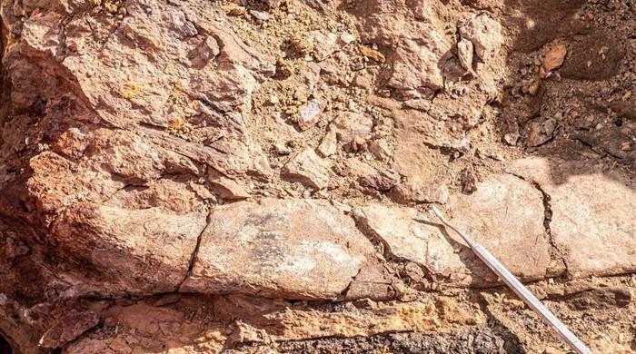 Científicos descubren megaraptores, fósiles de dinosaurios emplumados en la Patagonia chilena