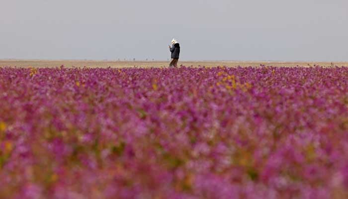 تصویروں میں: سعودی عرب میں صحرا جامنی ہو گیا۔