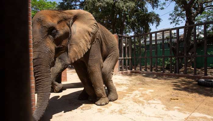 Govt mulls shutting down Karachi Zoo permanently