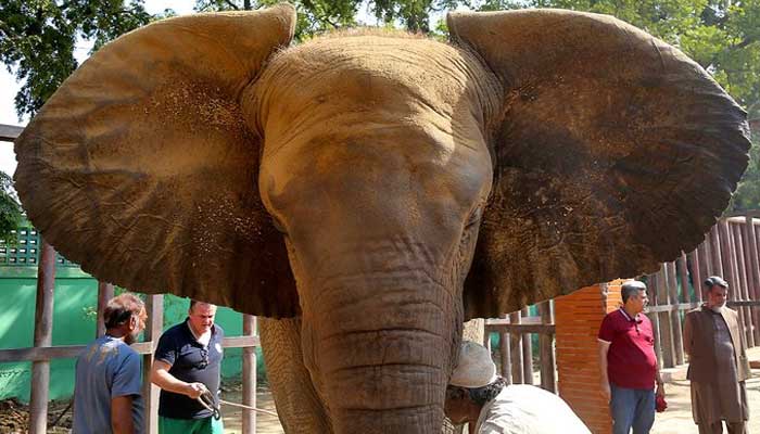 A file photo of Noor Jehan being examined by experts and vets at Karachi Zoo. — Twitter