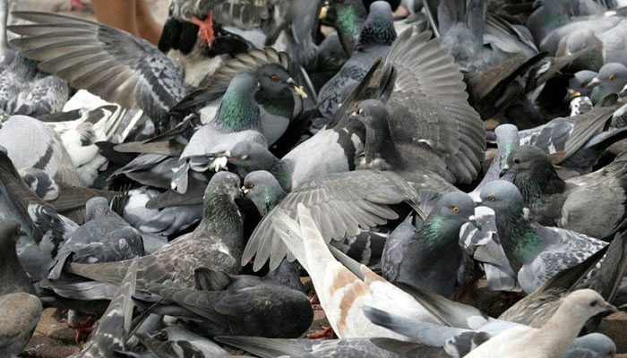 A Thai district chief is trying to cut down on the pigeon population by paying residents to trap the birds and organising a cook-off to build support for the cull. —AFP