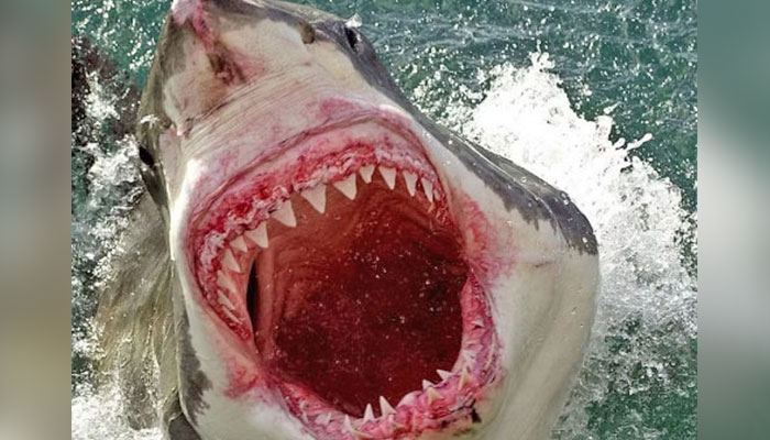 A great white shark. — AFP/File