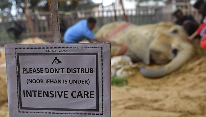 Veterinarians examine elephant Noor Jehan at the Karachi Zoo in Karachi on April 18, 2023. — AFP