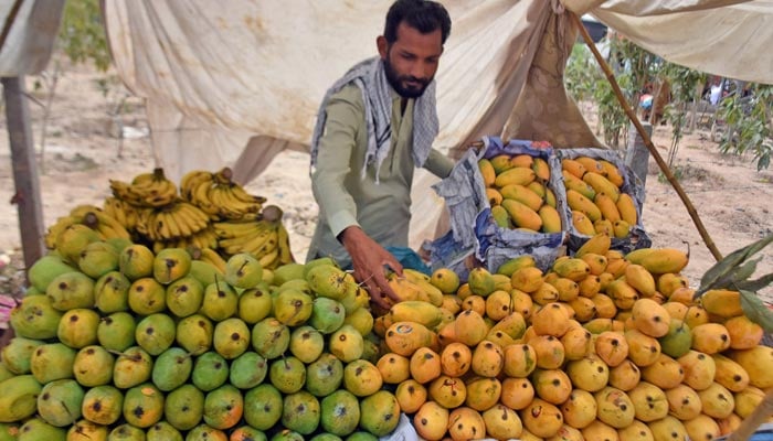 A vender is displaying mangoes on his hand cart to attract customers at fruit and vegetables market in Islamabad on May 13, 2023. — Online