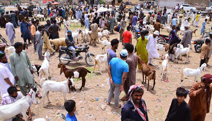 People look at animals up for sale at a cattle market ahead of Eid ul Adha on June 18, 2022. — APP