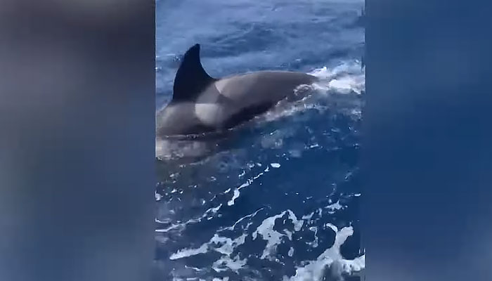 An orca can be seen swimming alongside the vessel. — Screen grab/YouTube/USA Today