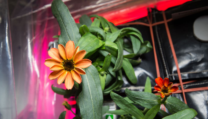 Expedition 46 Commander Scott Kelly shared photographs of a blooming zinnia flower in the Veggie plant growth system aboard the International Space Station. — Nasa/File