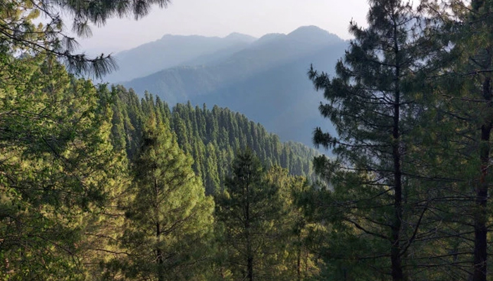 Coniferous forest in Gallies Biosphere Reserve. — UNESCO