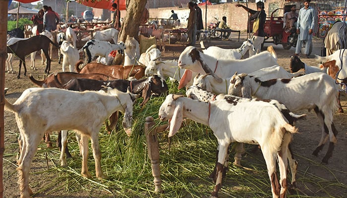 Goats at a temporary sacrificial animal market at Sagian Bridge ahead of Eid-ul-Adha in Lahore on June 19, 2023. — Online