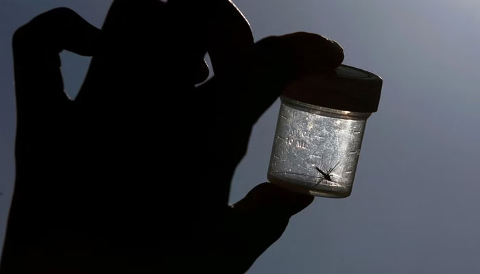 A mosquito (Culicidae) is caught in a plastic box in the eastern German town of Leipzig. — Reuters/File