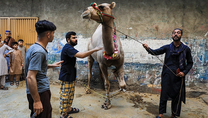 Men control a camel before its sacrificial slaughter during Eid ul Adha, in Peshawar, on June 29, 2023. — Reuters