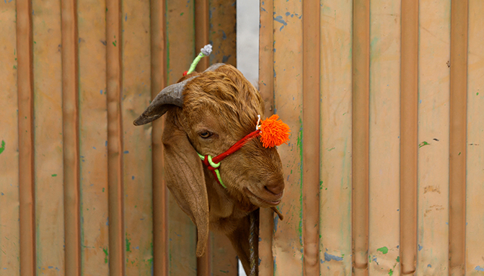 A sacrificial goat peeks through the entrance gate of a house, ahead of the Eid ul Adha festival in Peshawar, on June 28, 2023. — Reuters