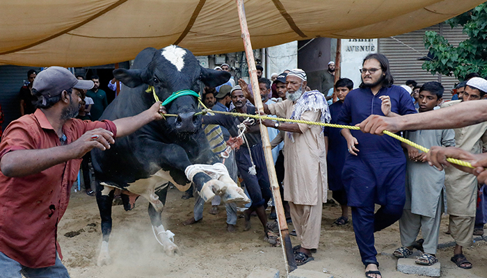 A man controls a bull before a sacrificial slaughter during Eid ul Adha festival in Karachi, on June 29, 2023. — Reuters