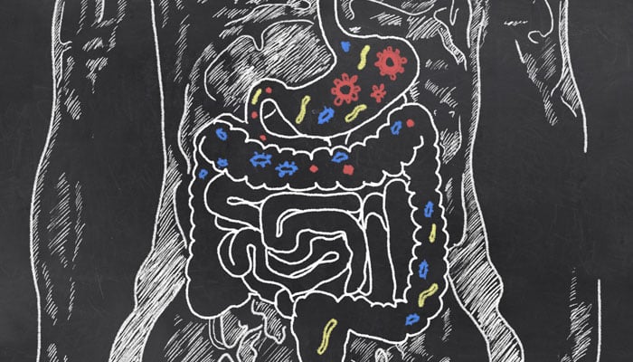 This representational picture shows an illustration of the human gut. — Harvard Health/File