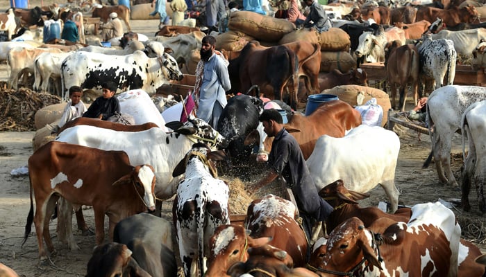 A man feeds cattles at the cattle market on the outskirts of Karachi on June 19, 2023. — AFP