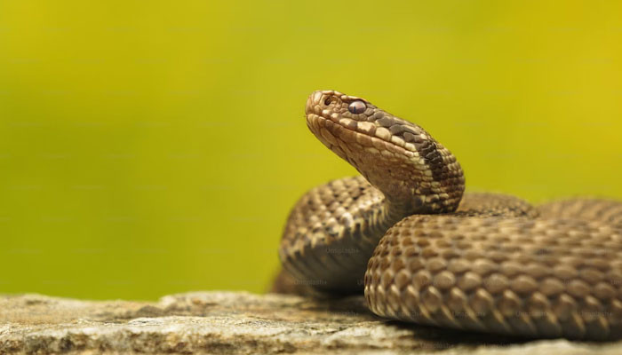 Study reveals how snakes under stress can be similar to humans