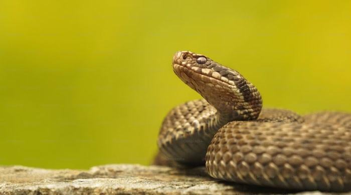 Study reveals how snakes under stress can be similar to humans