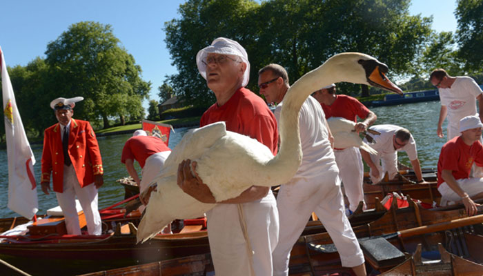 Royal family shares updates on centuries-old tradition Swan Upping