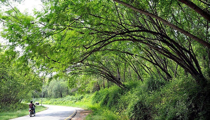 Trees cover a street in Islamabad. — APP/File