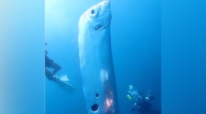 WATCH: Deep-sea 'earthquake omen fish' stuns divers off Taiwan coast