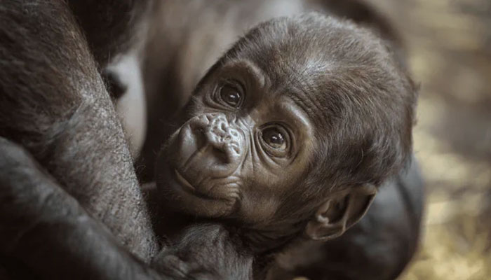 Male Gorillas surprise birth shocks zookeepers, marking a momentous occasion in gorilla conservation. Twitter/ilgreen_it