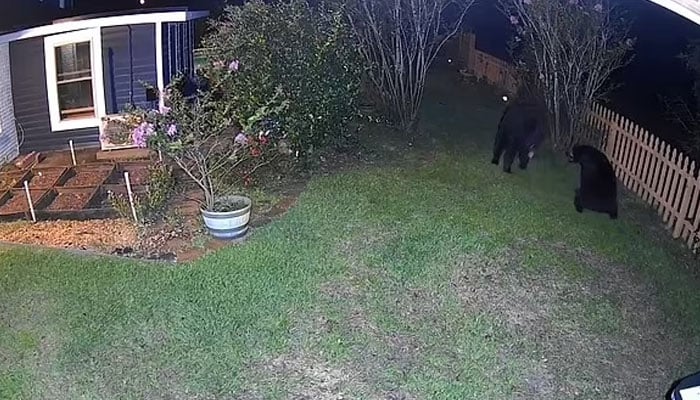 Florida homeowner stunned as backyard turns into a battleground for brawling bears. Screenshot of a YouTube video.