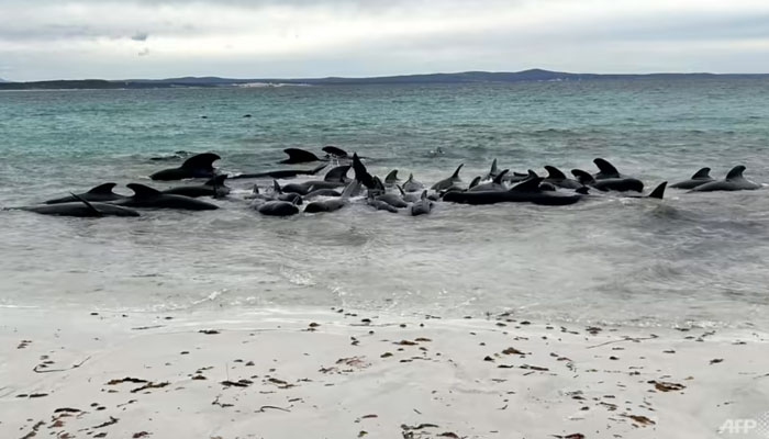 A handout photo taken and received on Jul 25, 2023 from Allan Marsh/Cheynes Beach Caravan Park, shows scores of pilot whales stranded at Cheynes Beach near Albany in Western Australia. AFP/File