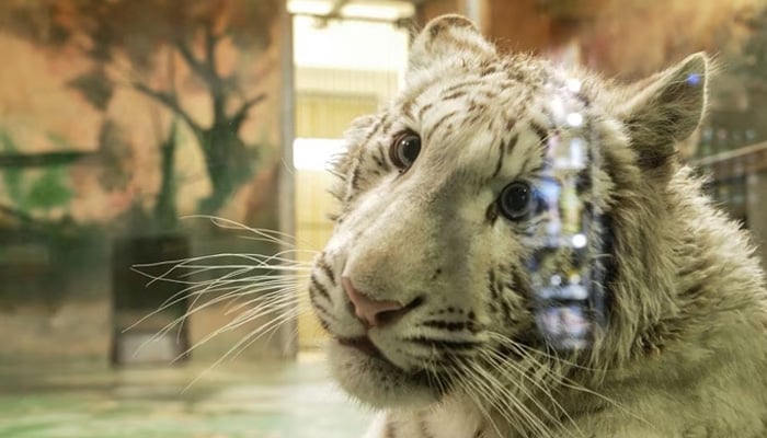 Charlota, a white tiger cub, is seen inside its enclosure in Hodonin zoo in Hodonin, Czech Republic, June 6, 2023. — Reuters