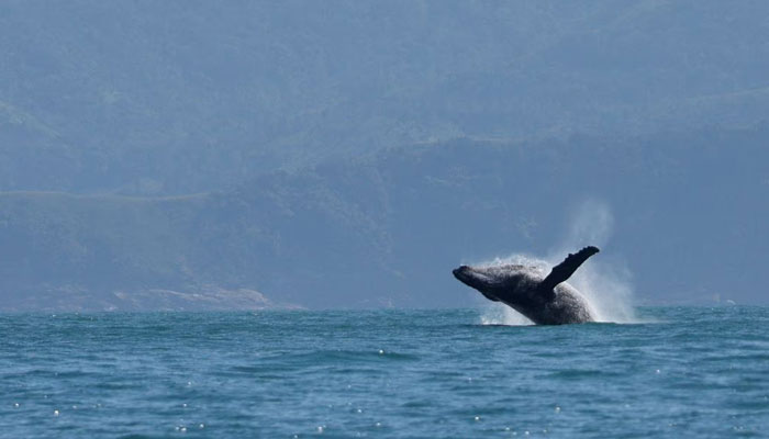 A humpback whale breaches off in the coast of Ilhabela, State of Sao Paulo, Brazil July 22, 2023. —  Reuters/File