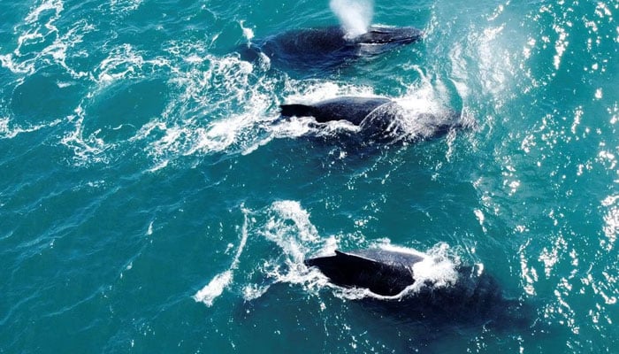 Humpback whales swim at the coast of Ilhabela, State of Sao Paulo, Brazil July 23, 2023. — Reuters/File